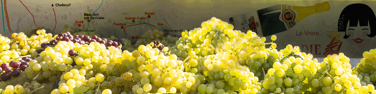 Clairette-de-Die-grape-harvest