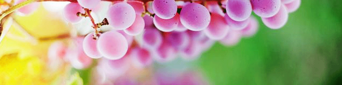 There is something distinctly Japanese about Japan’s native Koshu grape