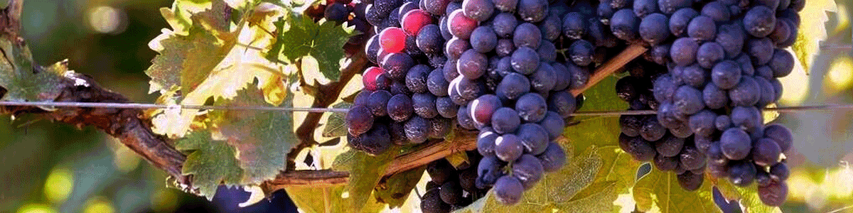 Abruzzo’s Montepulciano grapes achieve better results in Villamagna DOC