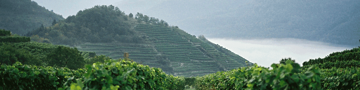 Vinea-wachau-vineyards-along the-Donau-in-Wachau-Austria. Photo Weingut Franz Hirtzberger.