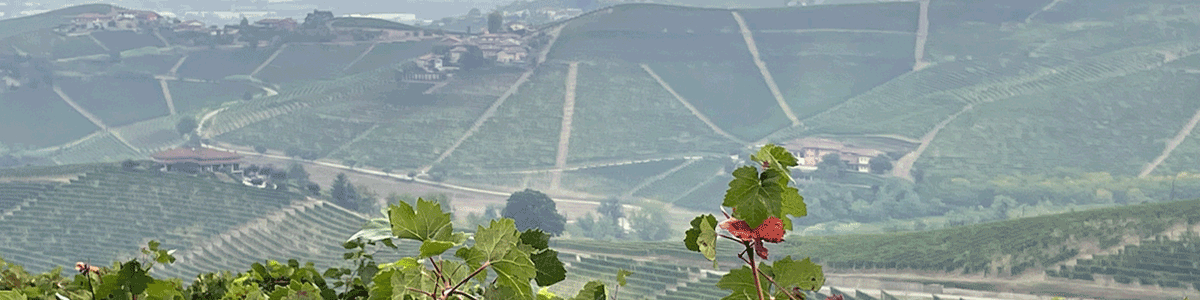 winejus-barolo-area-hills